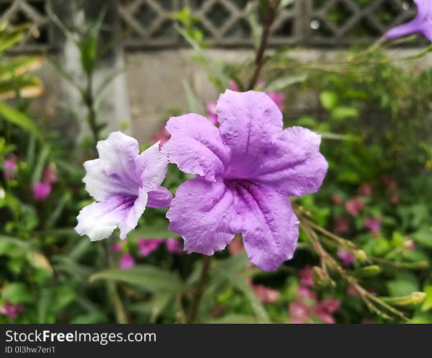 Flower, Plant, Flora, Purple