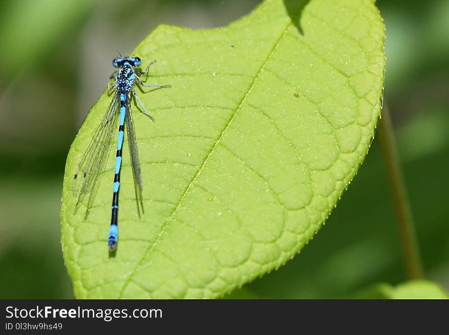 Damselfly, Insect, Dragonflies And Damseflies, Leaf