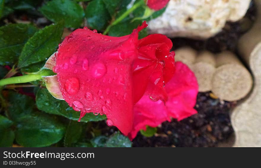 Flower, Rose, Rose Family, Garden Roses