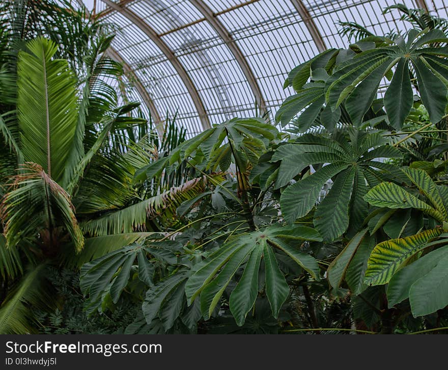 Plant, Vegetation, Leaf, Tree