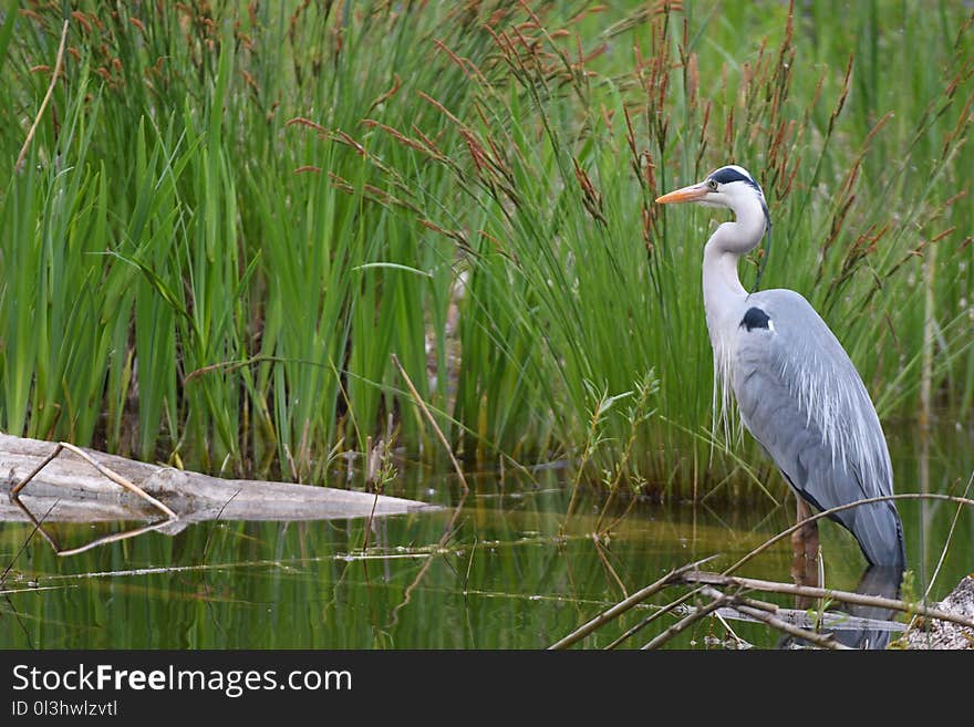 Bird, Ecosystem, Nature Reserve, Fauna