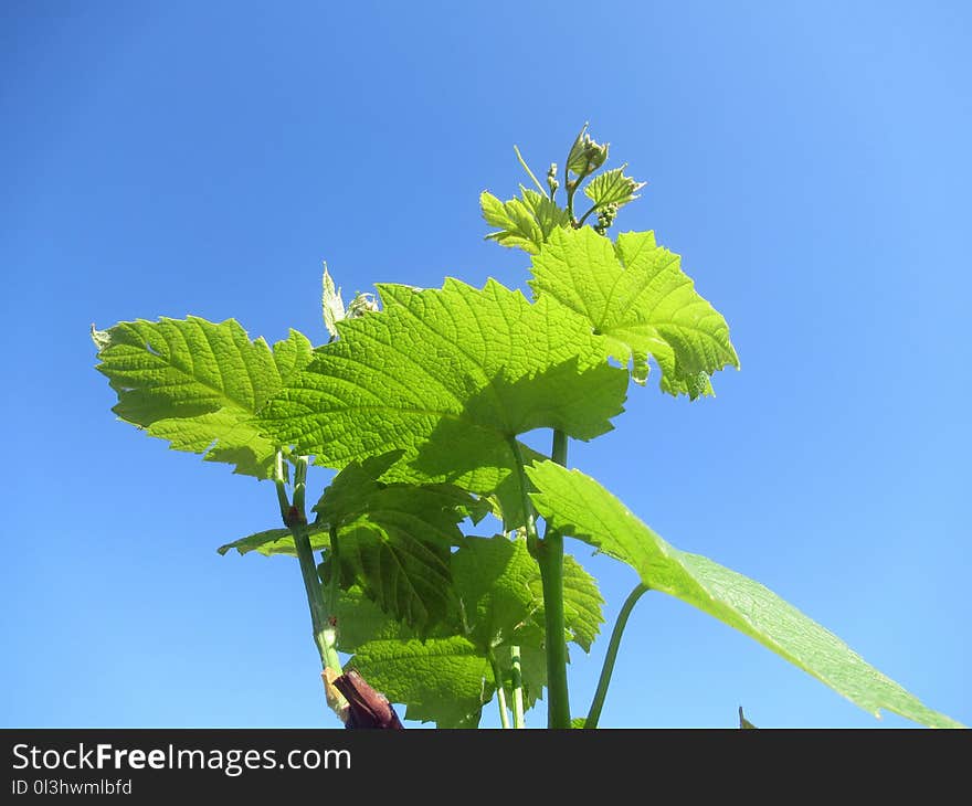 Leaf, Sky, Plant, Urtica