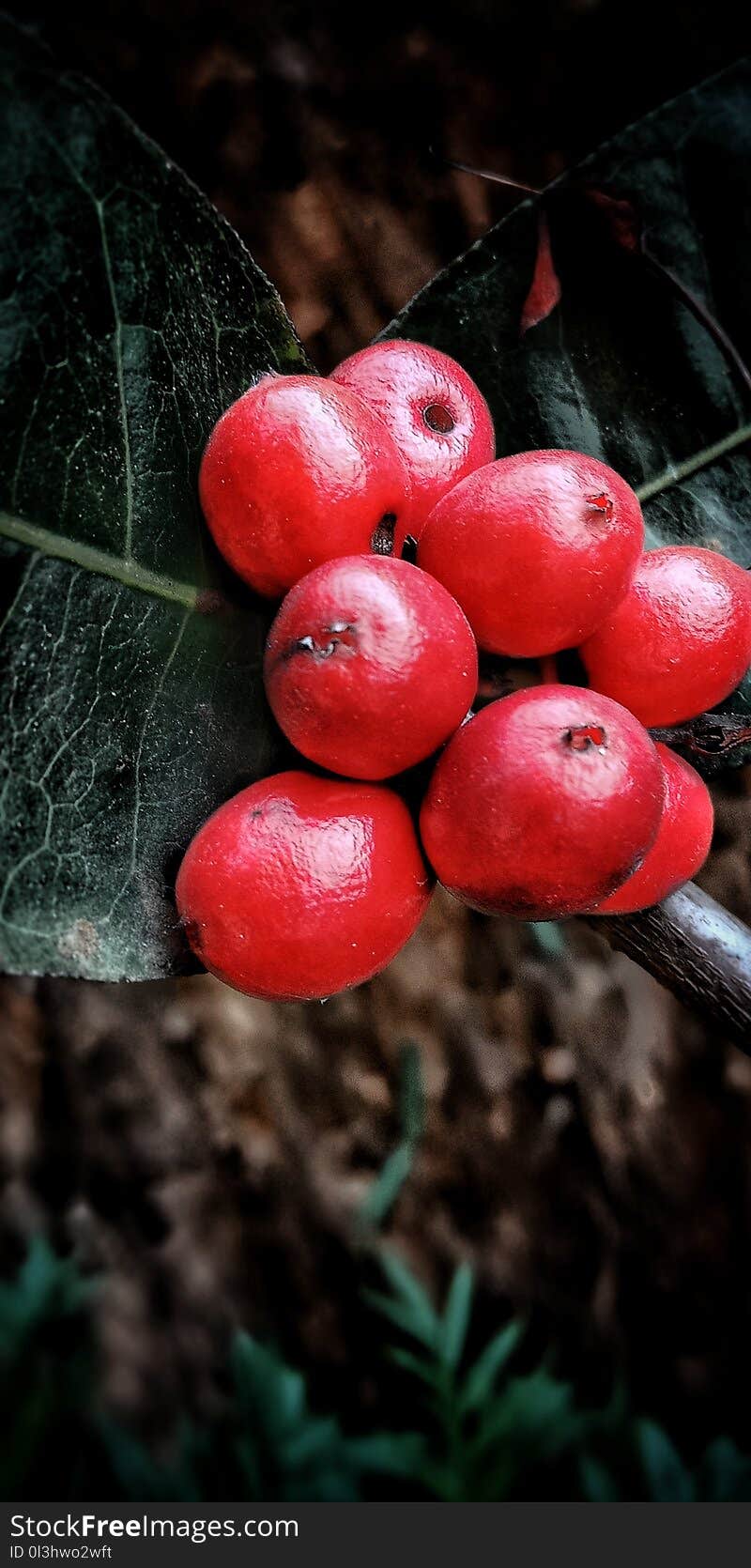 Berry, Close Up, Fruit, Lingonberry