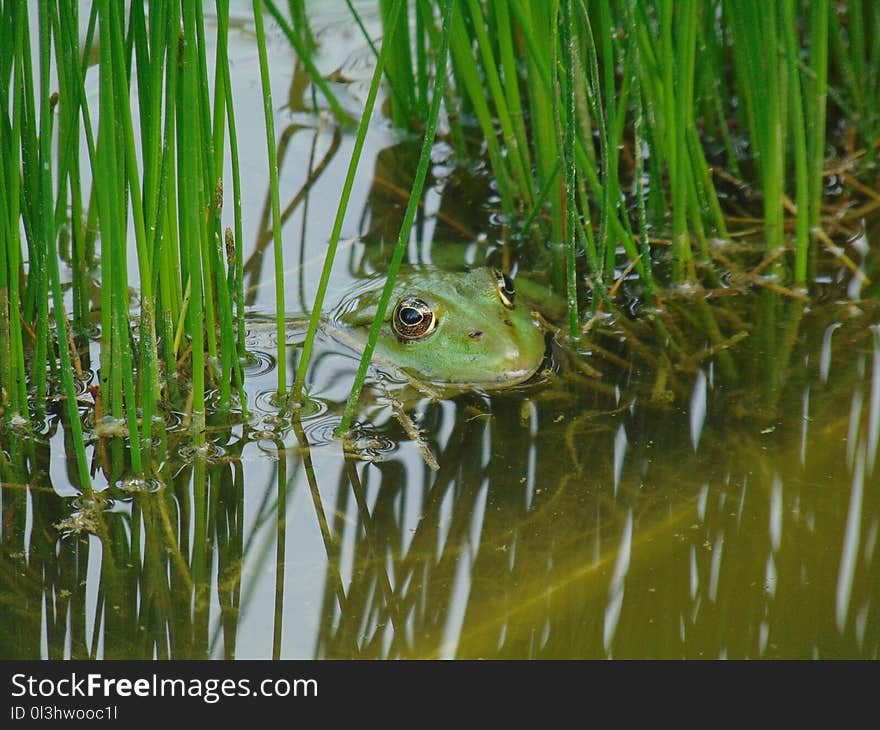 Ecosystem, Ranidae, Amphibian, Fauna