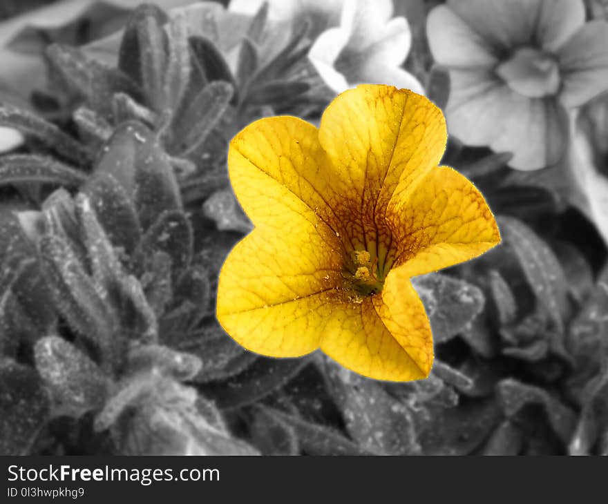 Flower, Yellow, Flora, Close Up