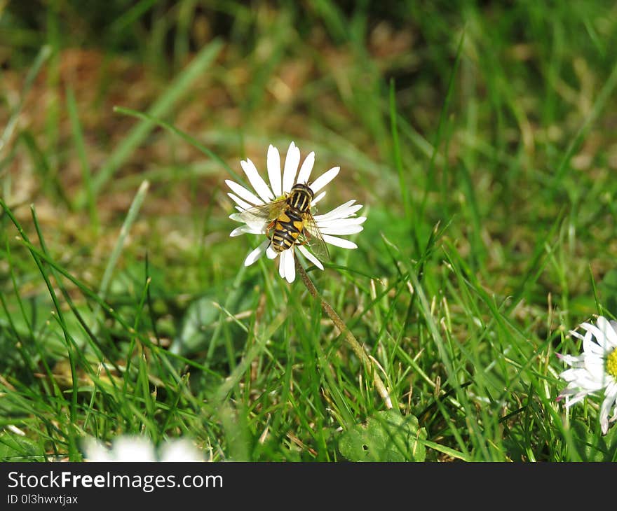 Flower, Flora, Grass, Spring