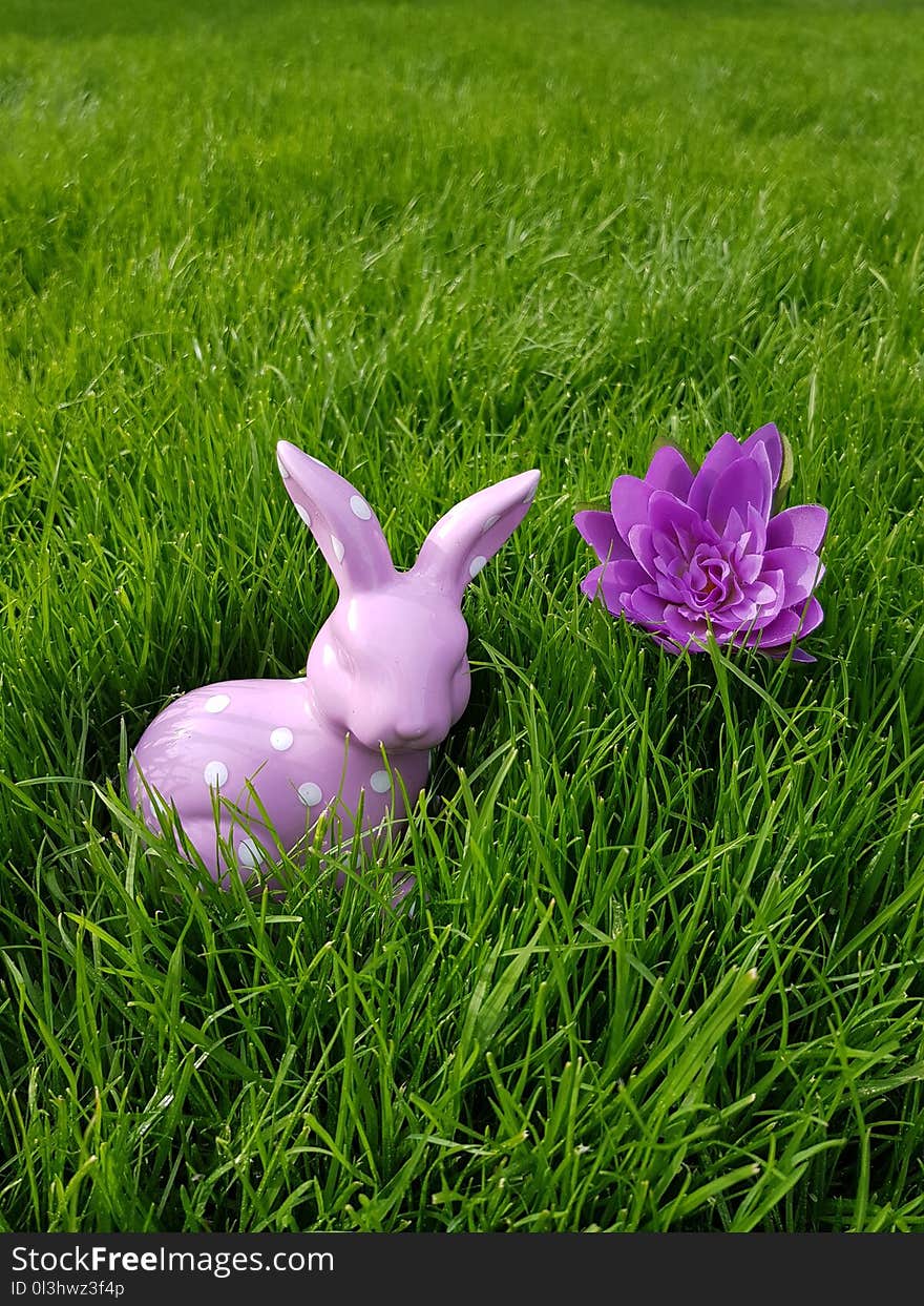 Grass, Plant, Purple, Meadow