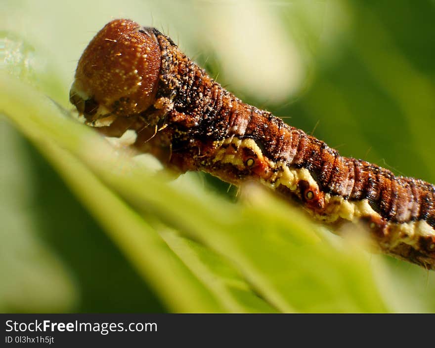 Caterpillar, Larva, Insect, Macro Photography