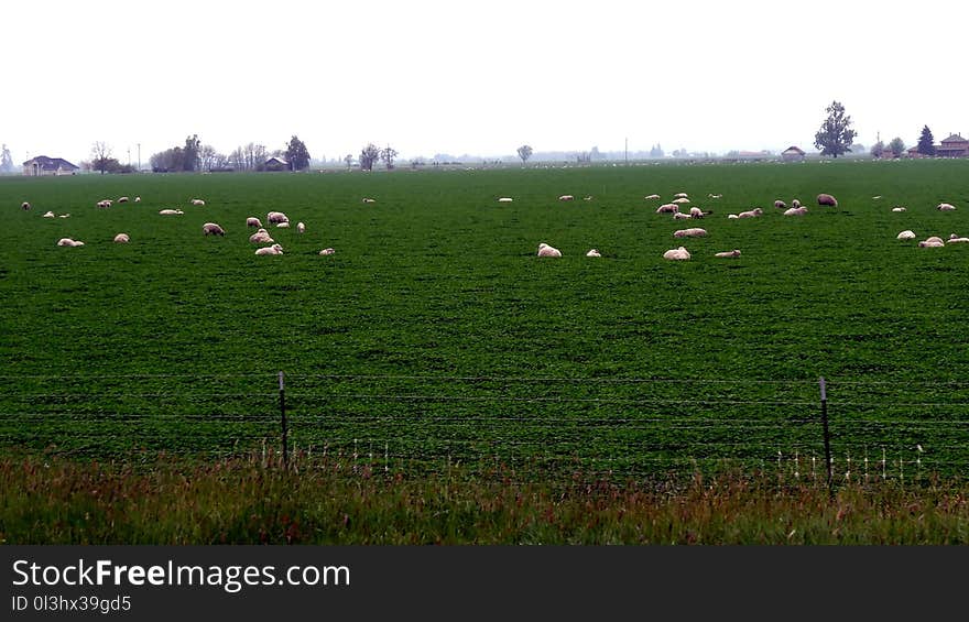 Grassland, Pasture, Field, Ecosystem