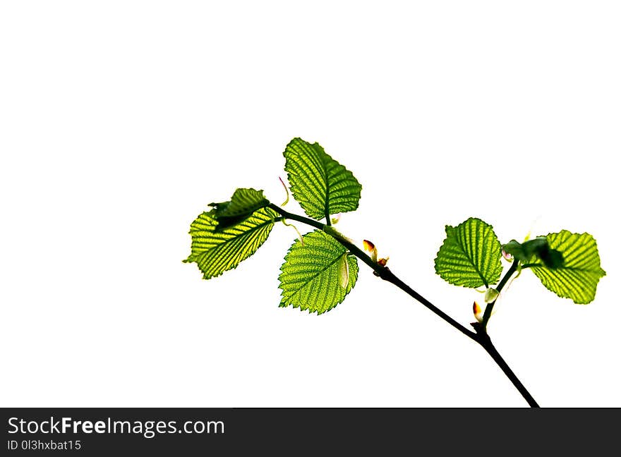 Leaf, Branch, Tree, Plant