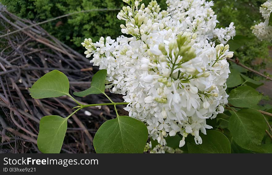 Plant, Flower, Flora, Nannyberry