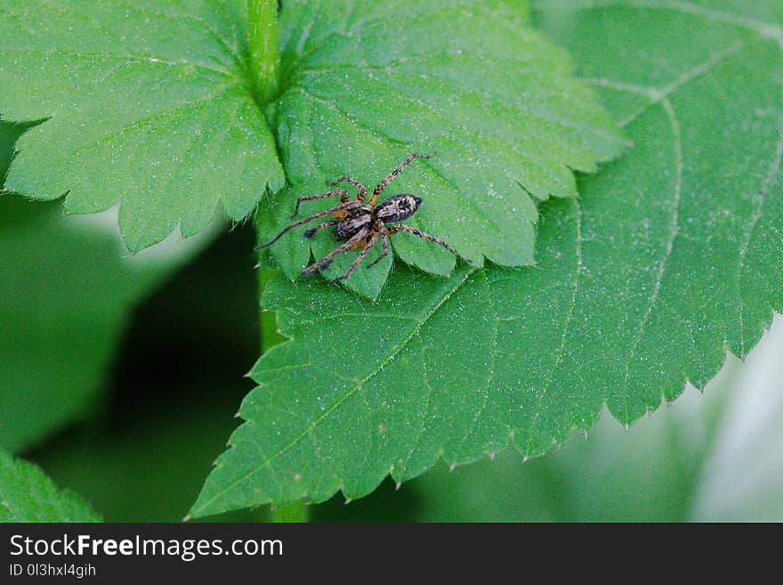 Insect, Leaf, Urtica, Pest