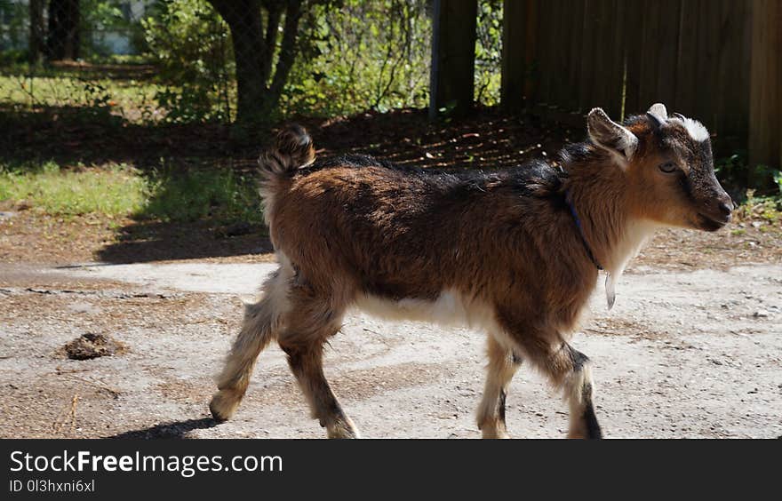 Goats, Goat, Cow Goat Family, Feral Goat