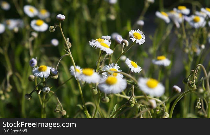 Flower, Chamaemelum Nobile, Flora, Oxeye Daisy