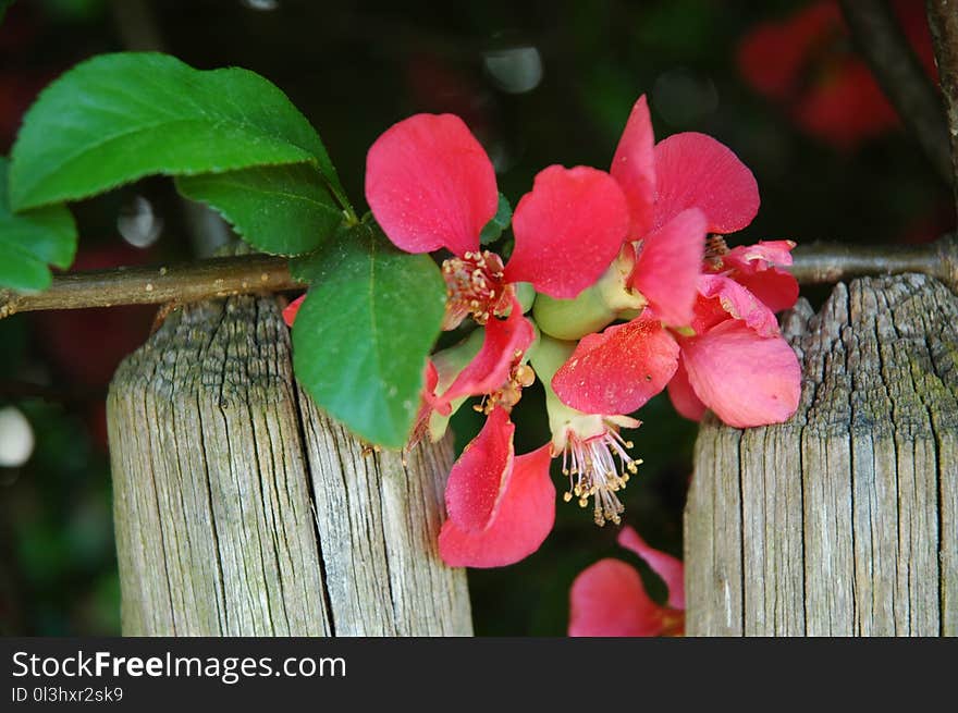 Flora, Plant, Flower, Flowering Plant