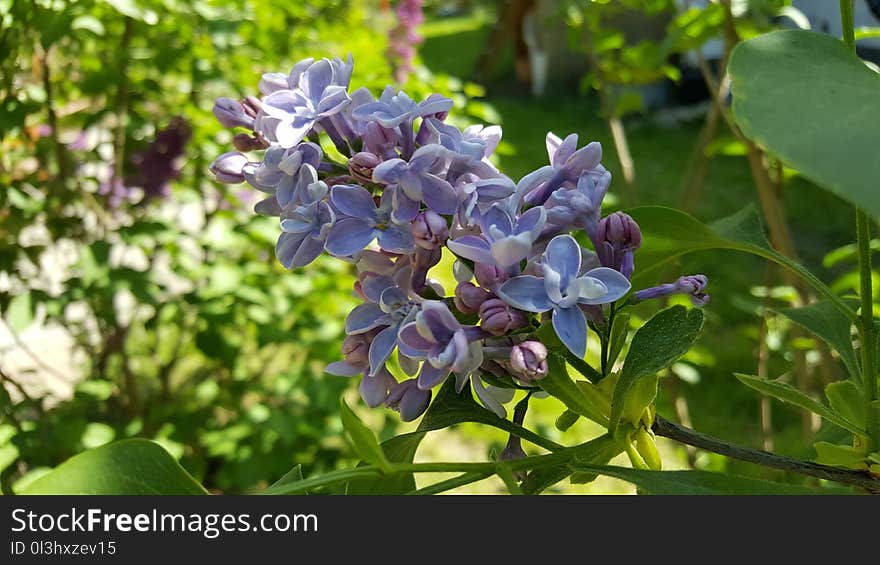 Plant, Flower, Flora, Lilac