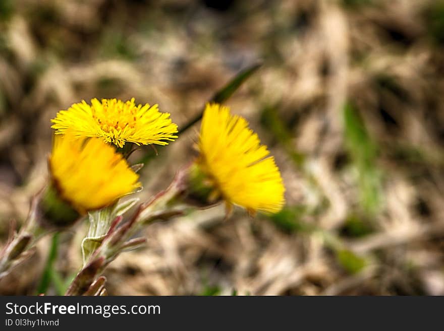 Flower, Yellow, Flora, Plant