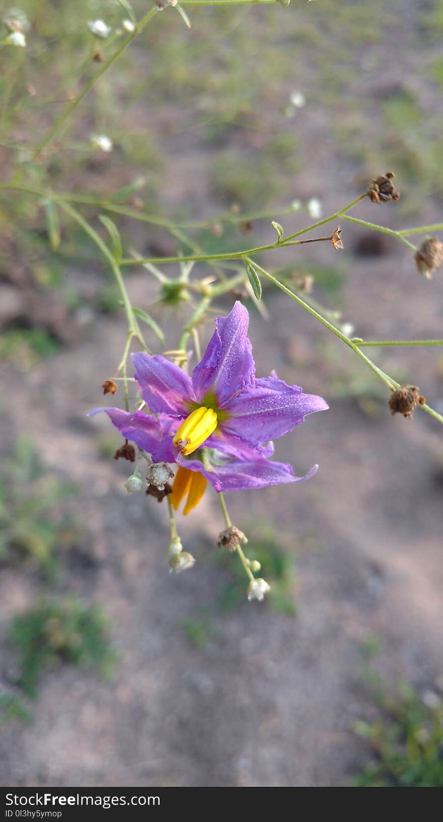 Flower, Flora, Plant, Purple