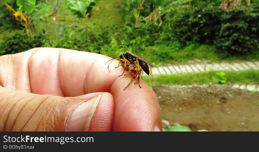 Insect, Invertebrate, Fauna, Membrane Winged Insect