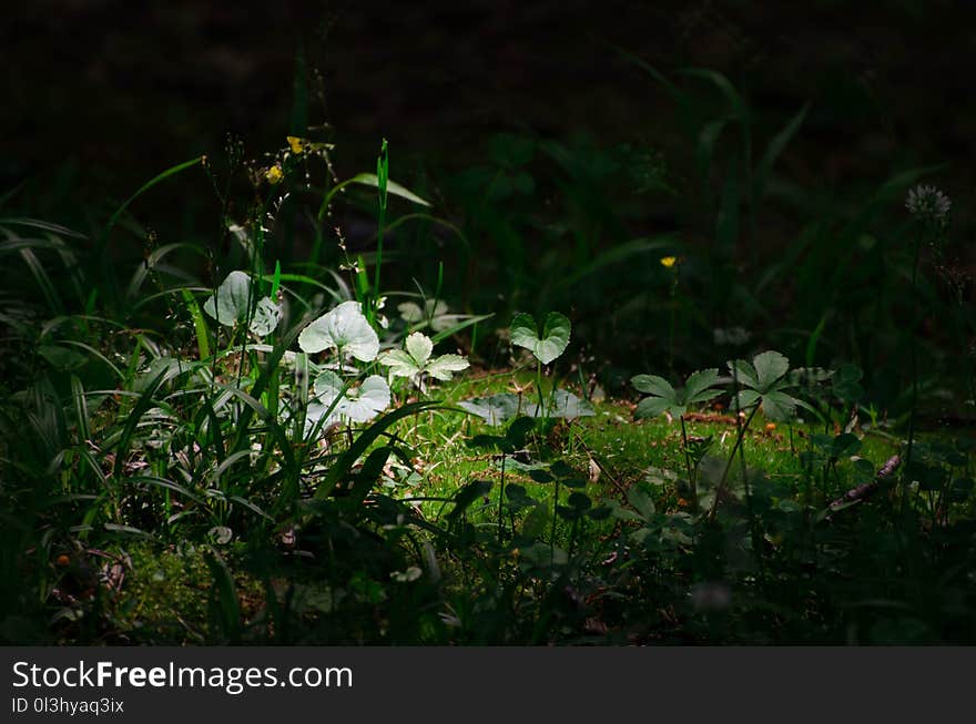 Vegetation, Flora, Plant, Leaf