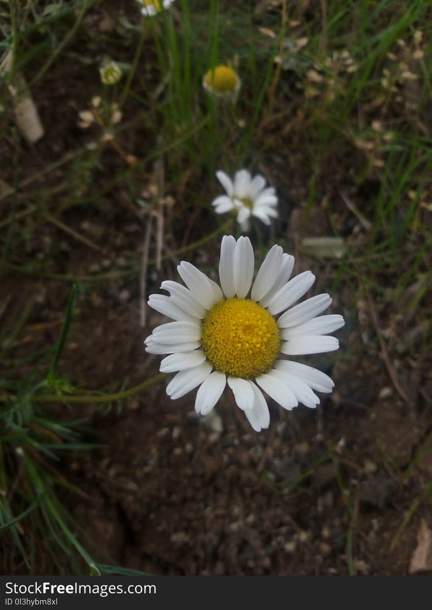 Flower, Oxeye Daisy, Chamaemelum Nobile, Flora