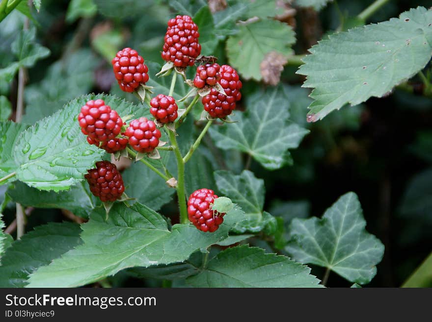 Berry, Raspberries Blackberries And Dewberries, Boysenberry, Tayberry