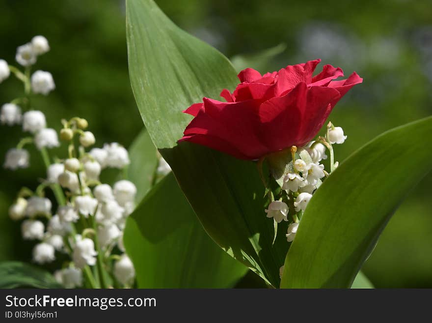 Flower, Plant, Flowering Plant, Petal