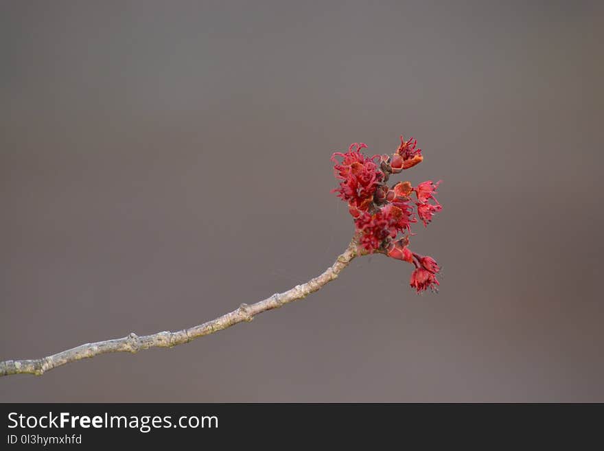 Twig, Branch, Close Up, Macro Photography