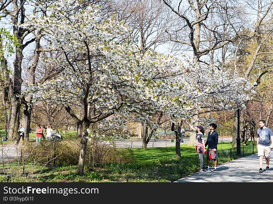 Flower, Plant, Tree, Spring