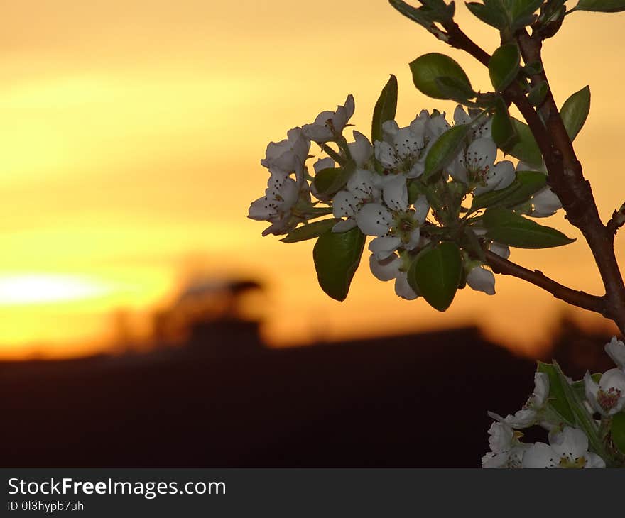 Sky, Blossom, Branch, Leaf