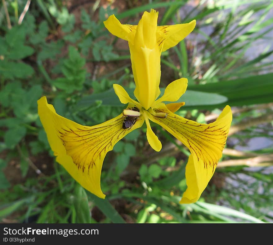 Flower, Plant, Yellow, Flowering Plant