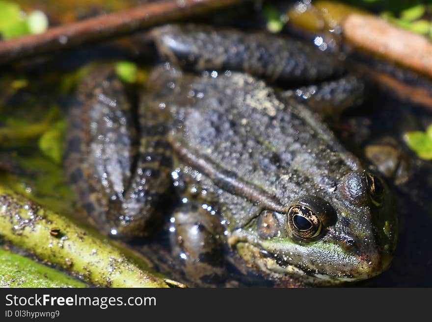 Amphibian, Fauna, Toad, Frog