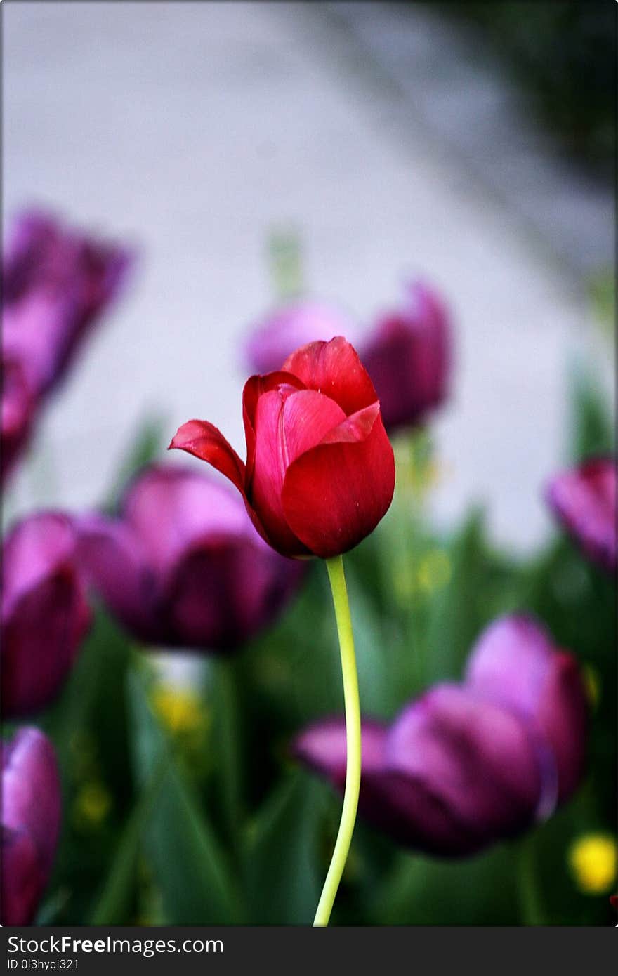 Flower, Pink, Tulip, Flowering Plant