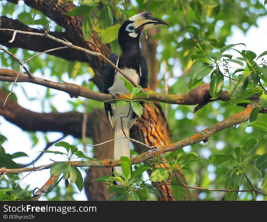 Bird, Fauna, Beak, Ecosystem