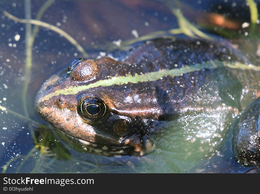 Water, Amphibian, Toad, Ranidae