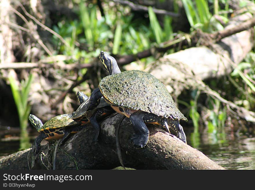 Turtle, Emydidae, Reptile, Terrestrial Animal