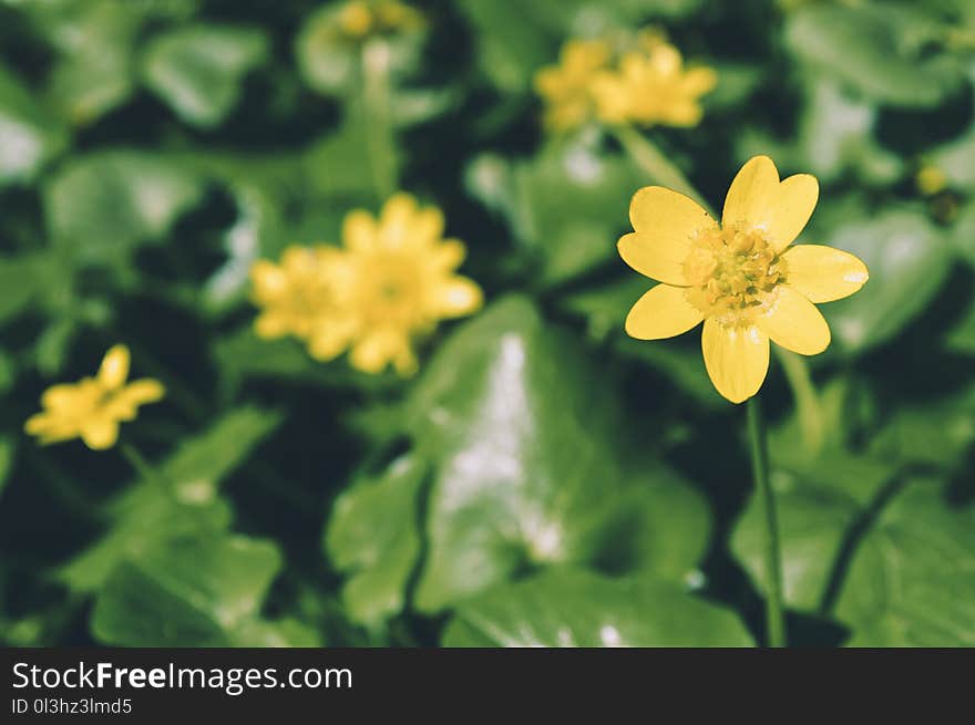 Flower, Yellow, Flora, Wildflower