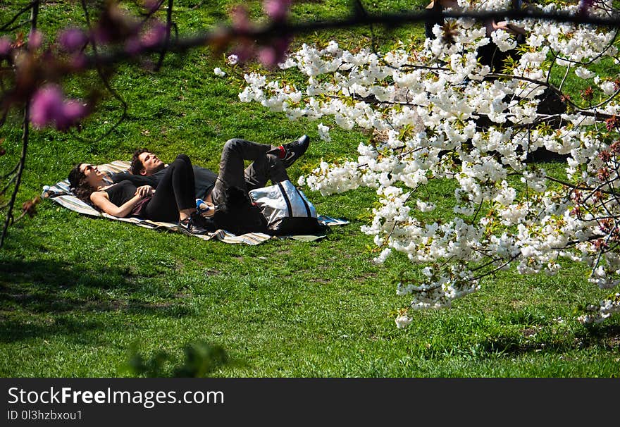 Flower, Plant, Spring, Tree