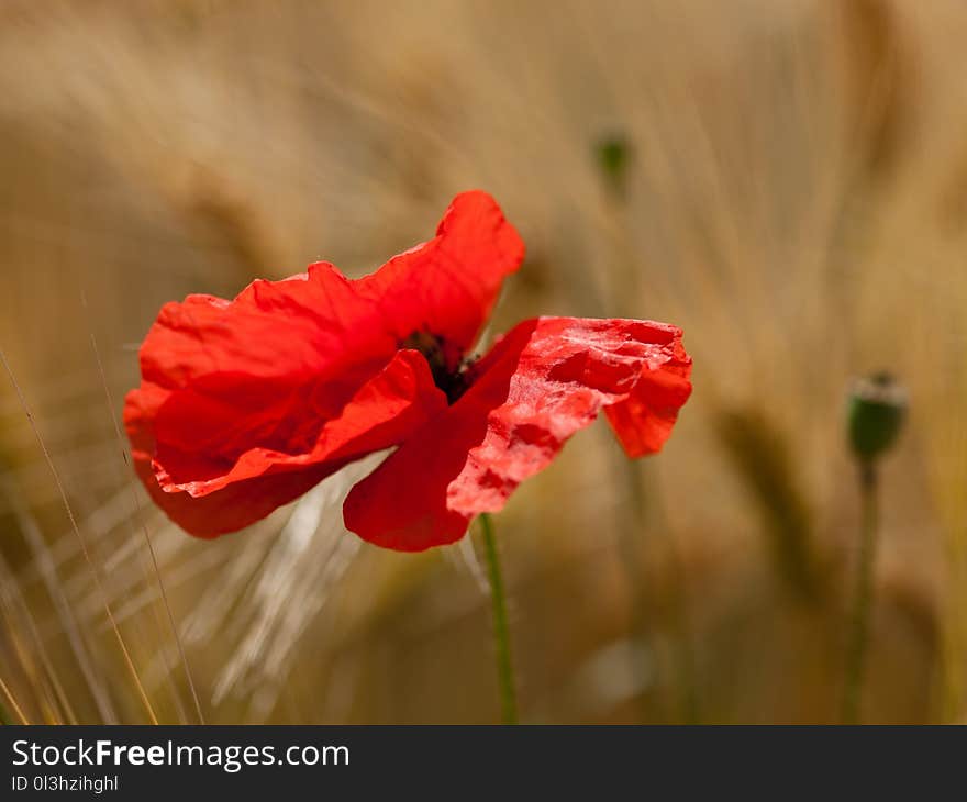 Flower, Red, Wildflower, Flora