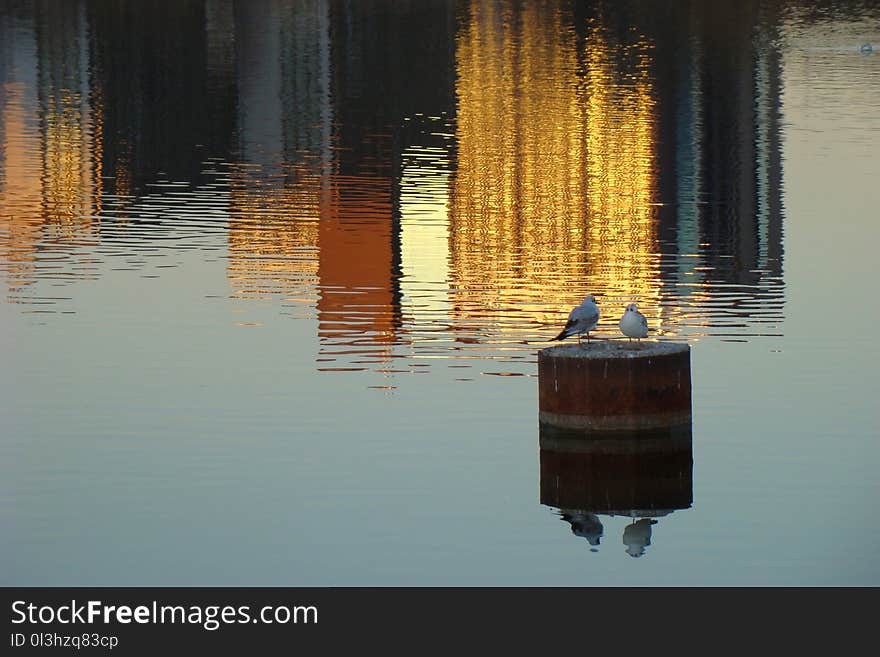 Reflection, Water, Calm, Tree