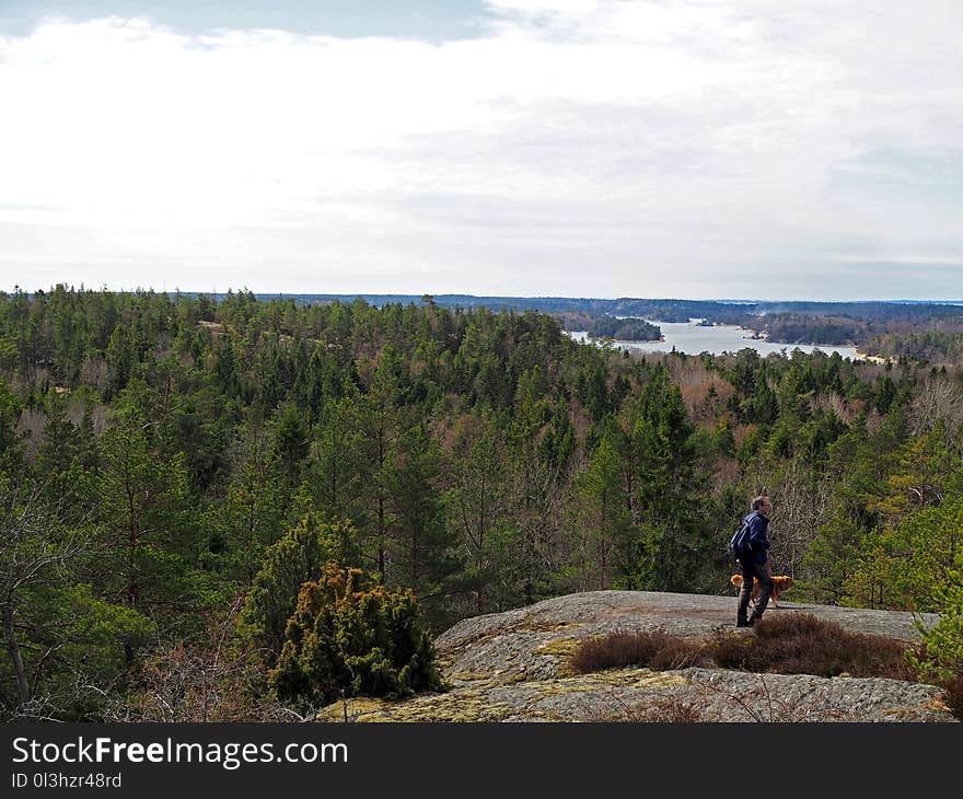 Wilderness, Ridge, Mountain, Tree