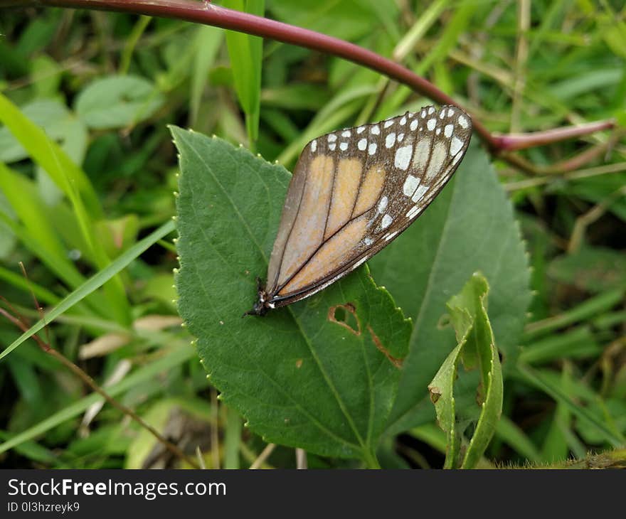 Butterfly, Moths And Butterflies, Insect, Brush Footed Butterfly