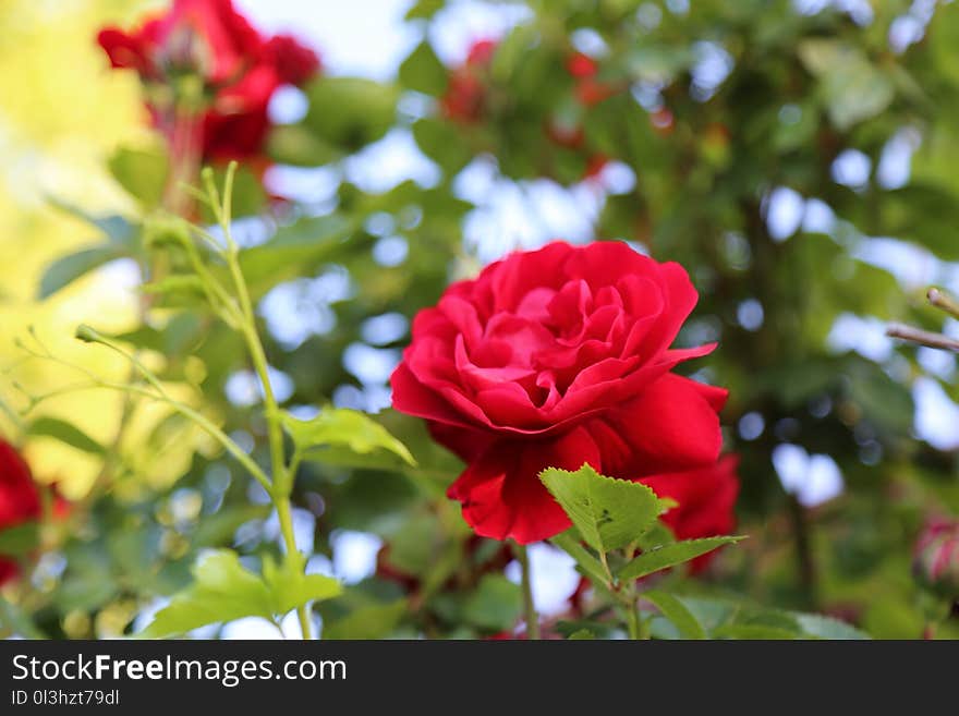 Flower, Rose, Rose Family, Red