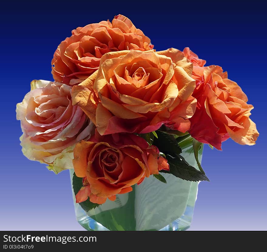 Rose, Flower, Garden Roses, Cut Flowers