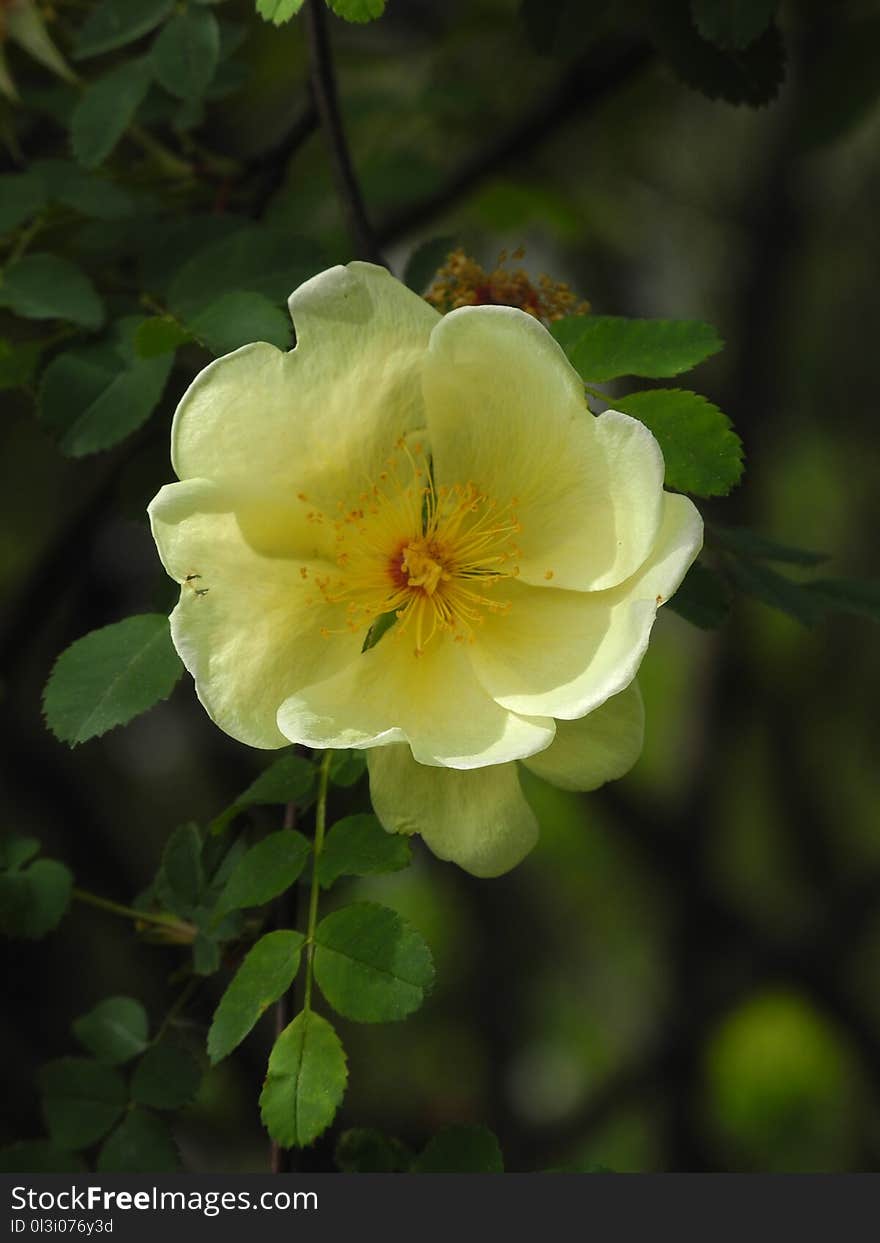 Flower, Rose Family, Yellow, Plant