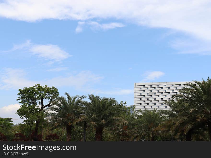 Sky, Cloud, Tree, Palm Tree