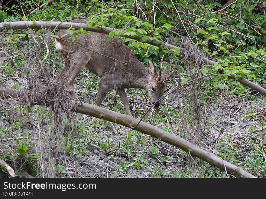 Wildlife, Fauna, Mammal, Nature Reserve