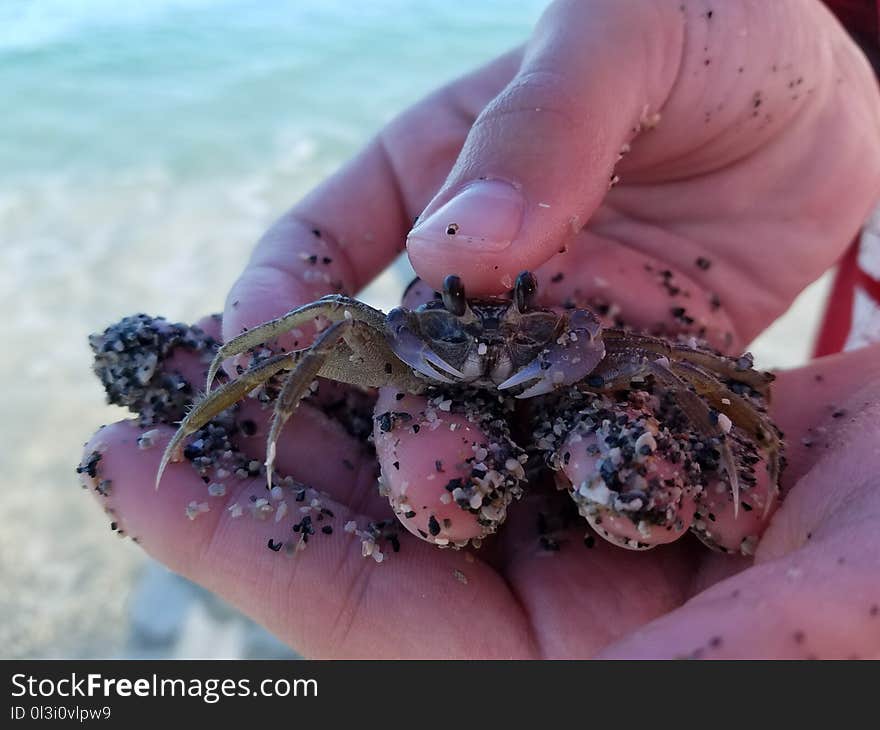 Crab, Decapoda, Dungeness Crab, Crustacean