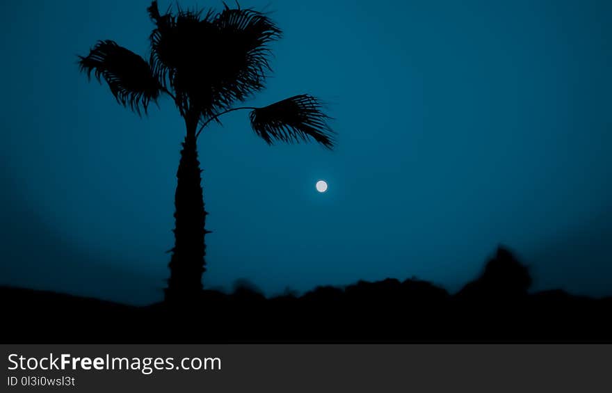 Sky, Palm Tree, Arecales, Tree