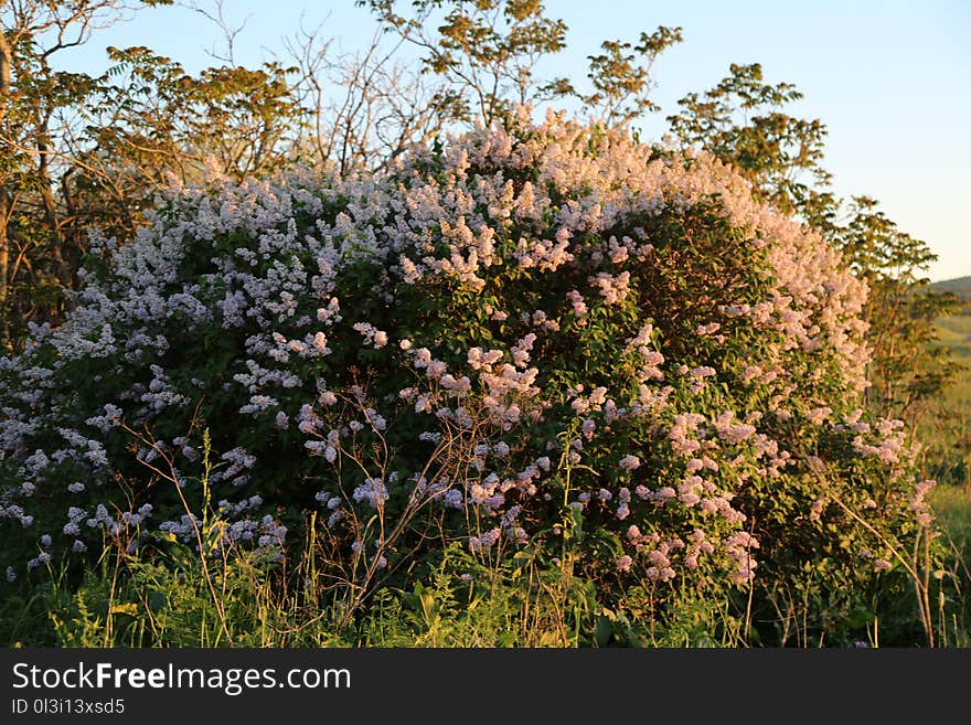 Plant, Flora, Vegetation, Flower